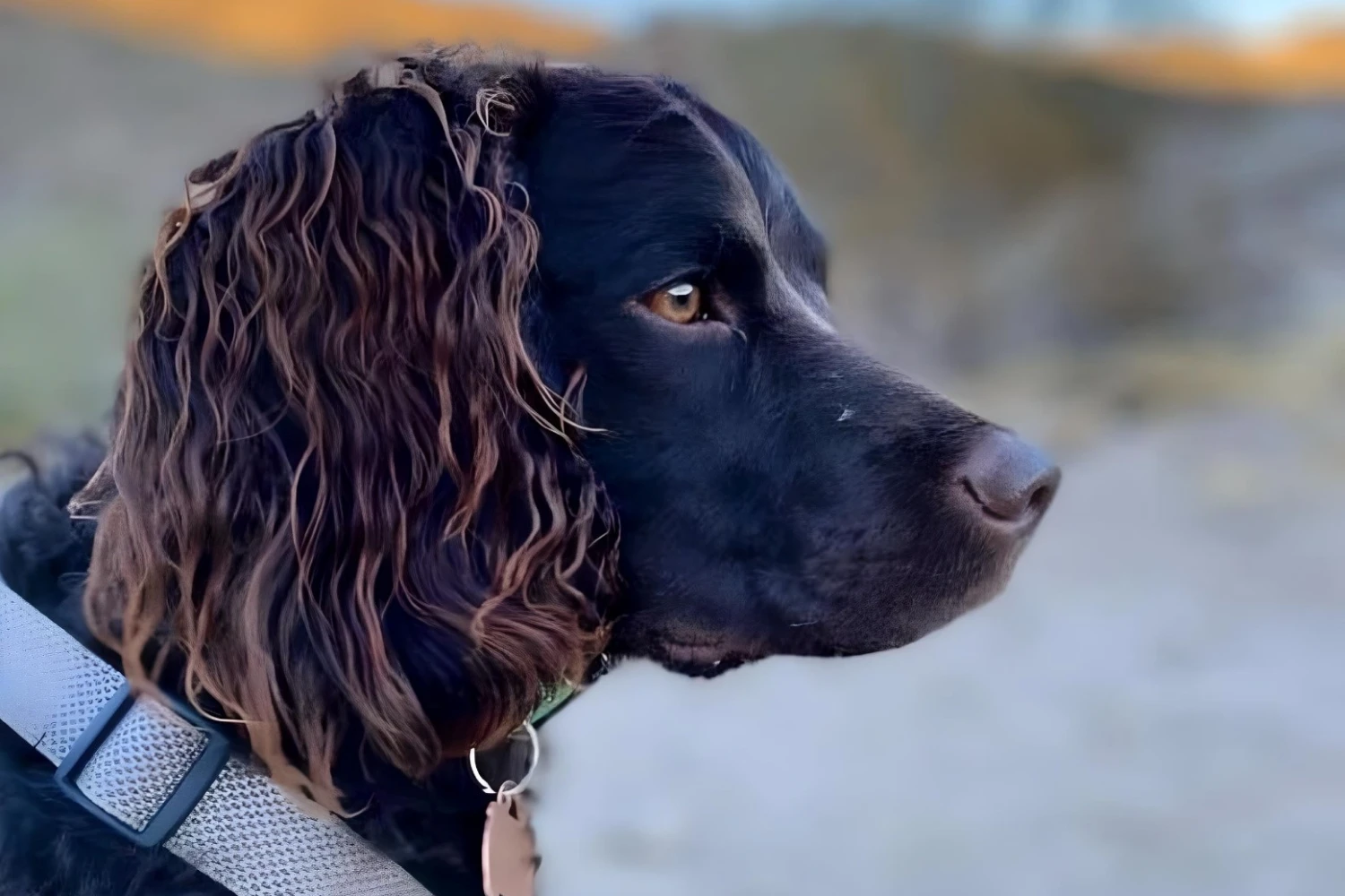 BMW 3 Series Dog Car Seat for American Water Spaniels