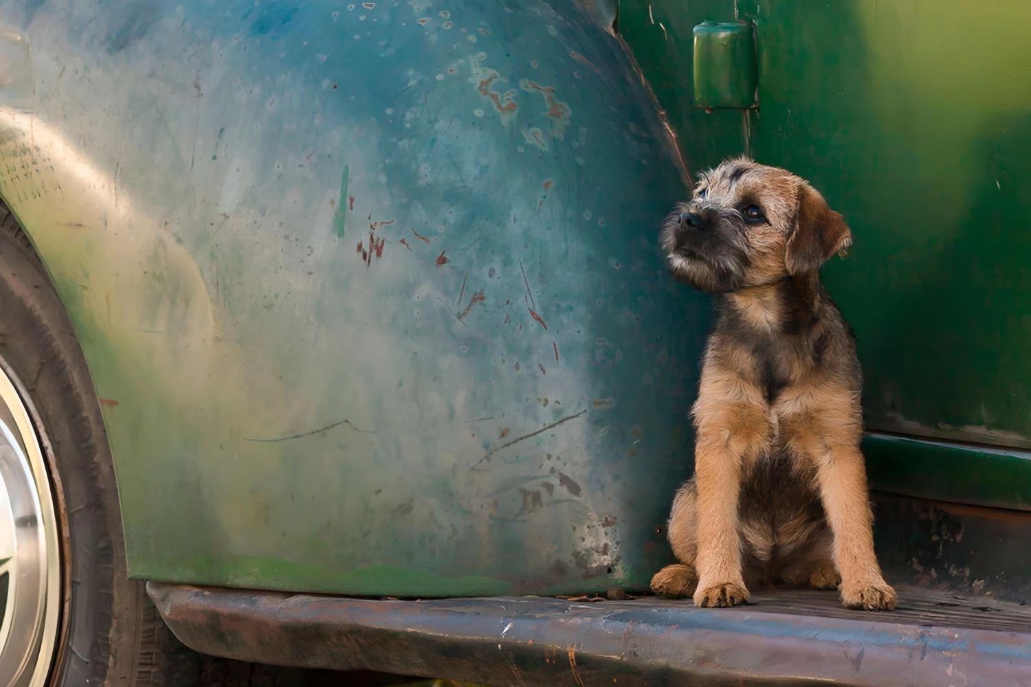 Ram Truck Dog Car Seat Belt for Border Terriers