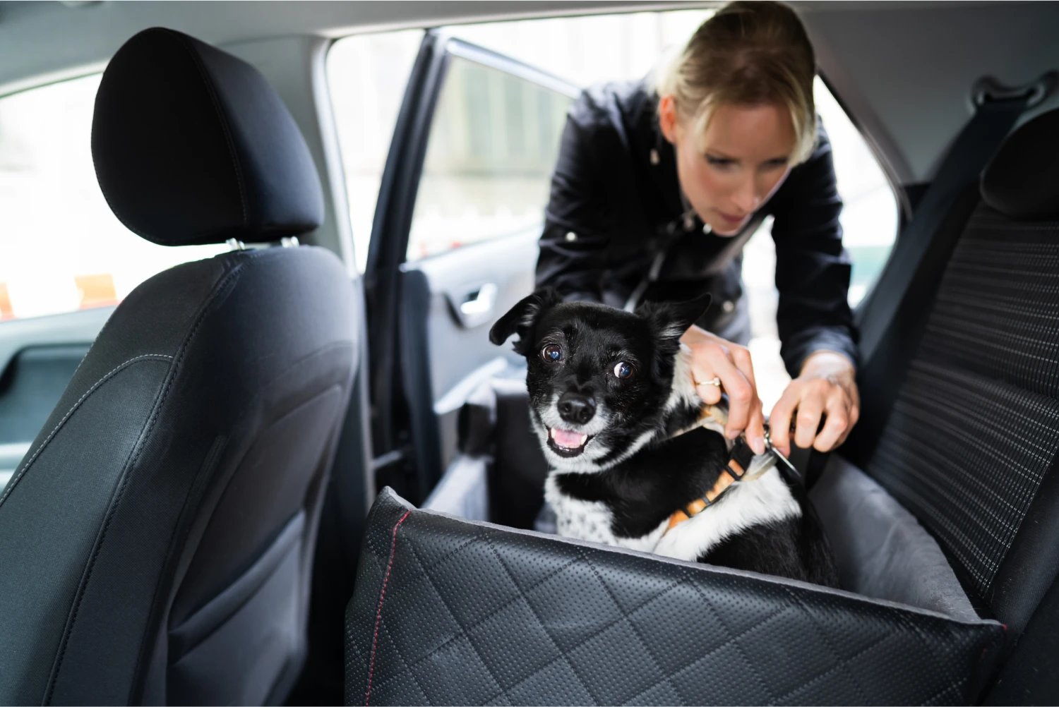 Nissan Altima Dog Safety Belt for Pugs