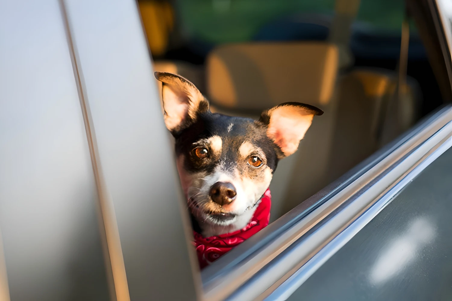 Volkswagen Golf Dog Carrier Car Seat for Toy Fox Terrier