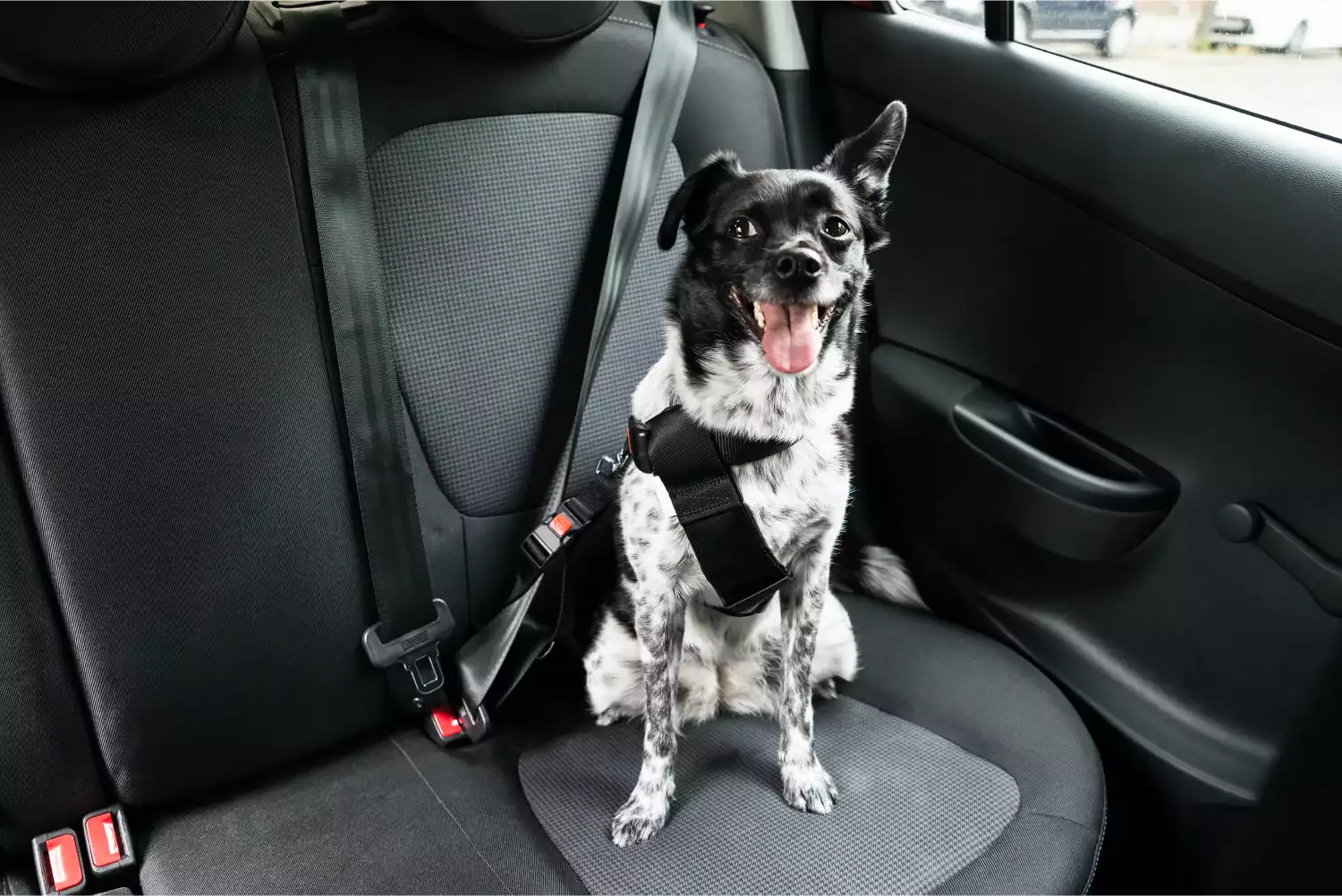 Alaskan Malamutes  Dog Safety Belt for Cadillac XT5