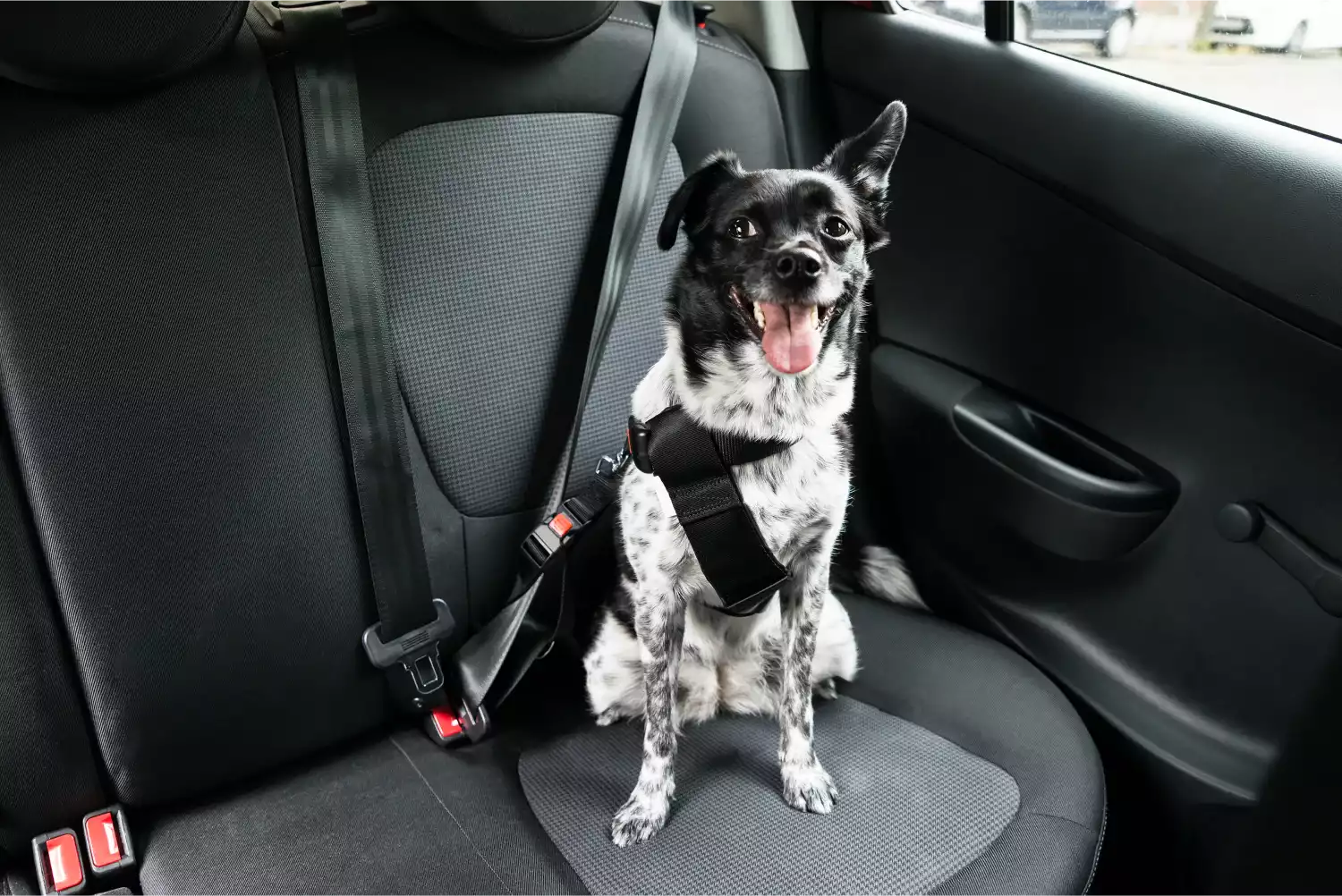 Bull Terriers  Dog Safety Belt for Volkswagen Golf