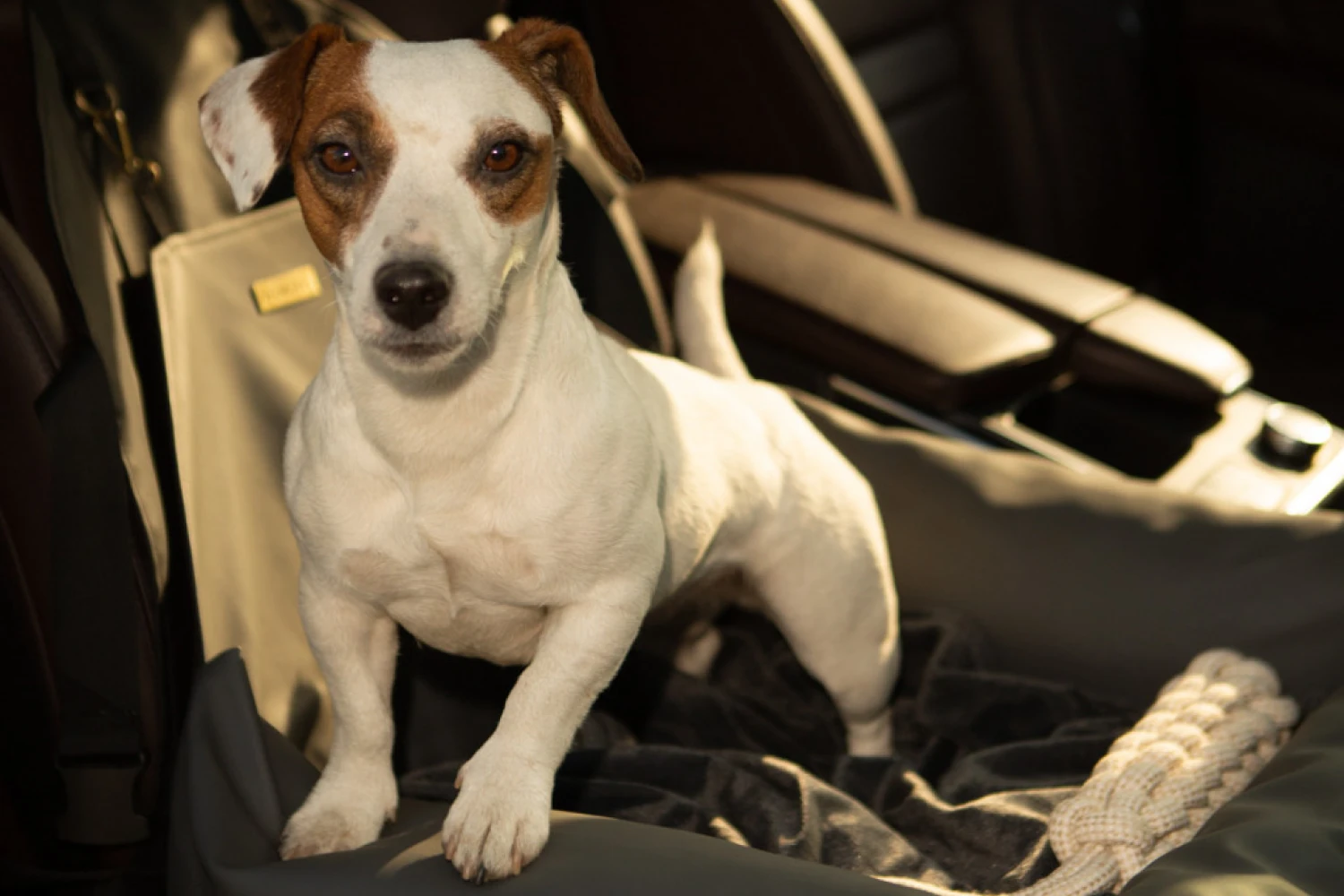 Chihuahuas Dog Car Seat for BMW X5