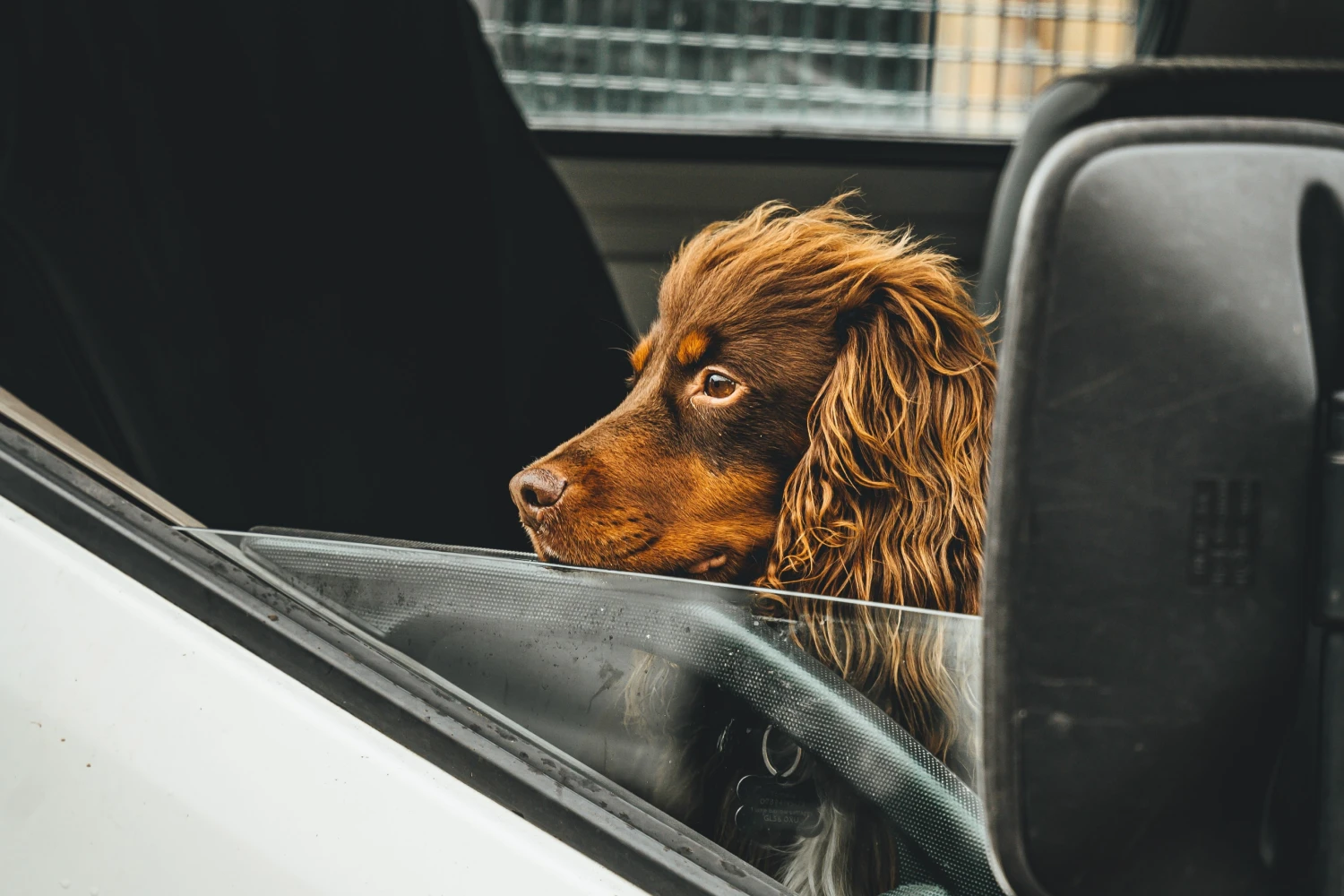 Mazda6 Dog Safety Belt for Boykin Spaniels